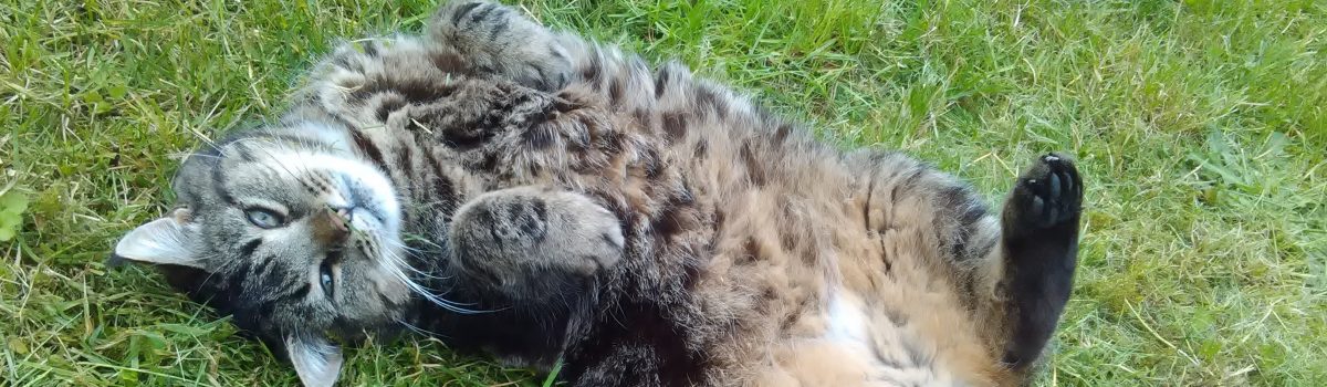 Tierbetreuung im Raum Karlstein und Alzenau